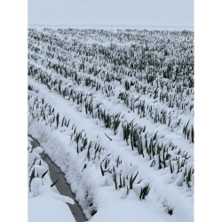 Nishikidori -  pagardas Ponzu Pon de Dore su citrusais ir svogūnėliais